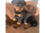 Rottweiler Puppy for sale in Oakwood, OH, USA