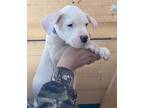 Dogo Argentino Puppy for sale in Hampton, NH, USA