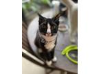 Adopt Tomate a American Shorthair