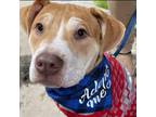 Adopt Champ a Shar-Pei, Pit Bull Terrier