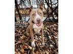 Adopt Annabelle A-1 AVAILABLE a Pit Bull Terrier