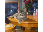 Adopt Mindy the Kitty a Domestic Short Hair