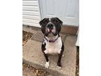 Adopt Newt a Pit Bull Terrier, Mixed Breed