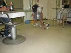 Business For Sale: Pet Grooming Shop - Opportunity