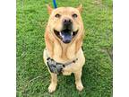Adopt *NALA a Tan/Yellow/Fawn Chow Chow / Shiba Inu / Mixed dog in Long Beach
