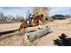 Available on [url removed] - Curly Belgian X - Jumping, Dressage