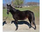 Adopt ALTITUDE a Bay Thoroughbred / Mixed horse in Union, MO (36900237)