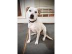 Adopt Dwight a White - with Brown or Chocolate Boxer / Mixed dog in Niagara