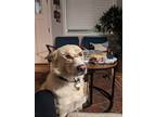 Adopt Claus a Collie / Husky / Mixed dog in Salt Lake City, UT (36897888)