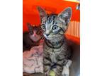 Adopt Kittens a Gray or Blue Domestic Shorthair / Domestic Shorthair / Mixed cat