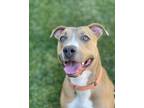 Adopt Jazzy a Tan/Yellow/Fawn American Pit Bull Terrier / Mixed dog in Simi