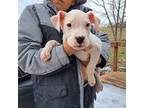 Dogo Argentino Puppy for sale in Unknown, , USA