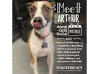 Adopt Arthur a Jack Russell Terrier