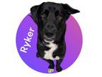 Adopt Ryker a Border Collie, Shepherd