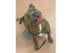 Adopt CALZONE a Brindle - with White American Staffordshire Terrier / Mixed dog