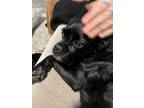 Adopt Lulu a Black Pug / Beagle / Mixed dog in Marana, AZ (36910076)