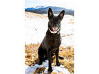 Adopt Eclipse a Black German Shepherd Dog / Mixed dog in Divide, CO (36910607)