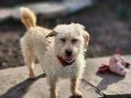 Adopt Buttercup doxipoo puppy a Tan/Yellow/Fawn Dachshund / Poodle (Miniature) /