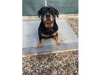 Adopt Nova a Black Rottweiler / Mixed dog in Queenstown, MD (36904722)