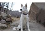 Adopt Chaos a White - with Black Husky / German Shepherd Dog / Mixed dog in