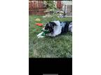 Adopt Bandit a Black - with White Australian Shepherd / Mixed dog in Sparks