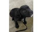 Adopt Duke a Black - with White Labrador Retriever / Mastiff / Mixed dog in