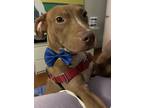 Adopt Tony Romeo a Brown/Chocolate - with White Bull Terrier / Labrador