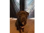 Adopt Ferdinand a Black - with White American Pit Bull Terrier / Mixed dog in