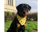 Adopt Bandit a Black - with Tan, Yellow or Fawn Rottweiler / Mixed dog in Bixby