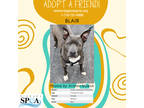 Adopt Blair a Gray/Blue/Silver/Salt & Pepper American Pit Bull Terrier / Mixed