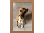 Adopt Coco a Brown/Chocolate - with White Hound (Unknown Type) / Black Mouth Cur