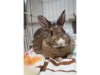 Adopt Blueberry a Chocolate American / American / Mixed rabbit in Key West