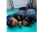 Rottweiler Puppy for sale in Pala, CA, USA