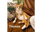 Adopt Thomas a Siamese