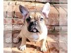 French Bulldog PUPPY FOR SALE ADN-526768 - Frenchies