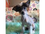 Chinese Crested Puppy for sale in Sallisaw, OK, USA