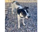 Adopt Pickles Piper (Courtesy) a English Pointer / Smooth Fox Terrier / Mixed