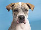 Adopt HARPER a White - with Brown or Chocolate Shar Pei / Mixed dog in Phoenix