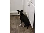 Adopt Eclipse a Black - with White Husky / Mixed Breed (Medium) dog in Sedalia