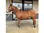 Adopt Vegas a Quarterhorse / Mixed horse in Houston, TX (36915044)