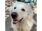Adopt FINN a White - with Tan, Yellow or Fawn Great Pyrenees / Mixed dog in Pt.
