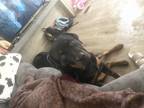 Adopt Banditt a Brown/Chocolate - with Black Rottweiler / Mixed dog in