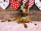 Adopt Reed a Red/Golden/Orange/Chestnut Australian Cattle Dog / Mixed dog in