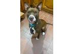 Adopt Boone a Brown/Chocolate Staffordshire Bull Terrier dog in Denver