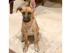 Adopt George a Tan/Yellow/Fawn Rhodesian Ridgeback dog in Vail, AZ (36914504)