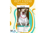 Adopt Olive a Brown/Chocolate American Pit Bull Terrier / Mixed dog in Niagara