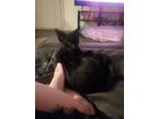Adopt Anubis a Black (Mostly) American Shorthair / Mixed (short coat) cat in
