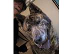 Adopt Tadeo a Brindle Chow Chow / Akita / Mixed dog in Walnut Creek