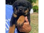Rottweiler Puppy for sale in Faison, NC, USA