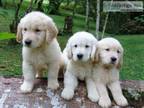 Perfect Golden Retriever Puppies